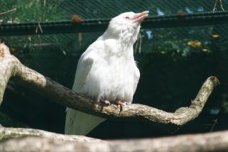 Corvus corone - Rabenkrähe (Aaskrähe)